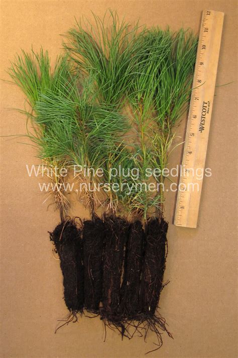 White Pine Plug Seedlings Evergreen Trees For Sale