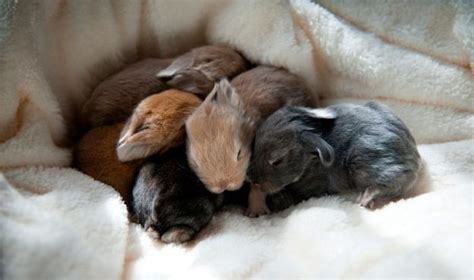 Como Nacen Los Conejos ヽo丿 Explicación Cuantos Nacen 2020 Conejitos