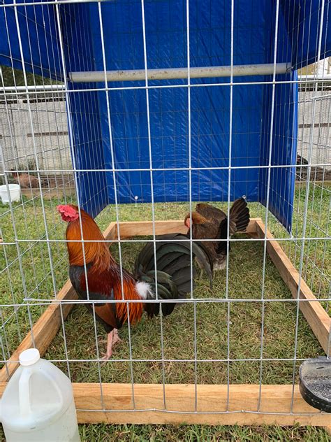 Cajun Heritage Gamefowl Farm