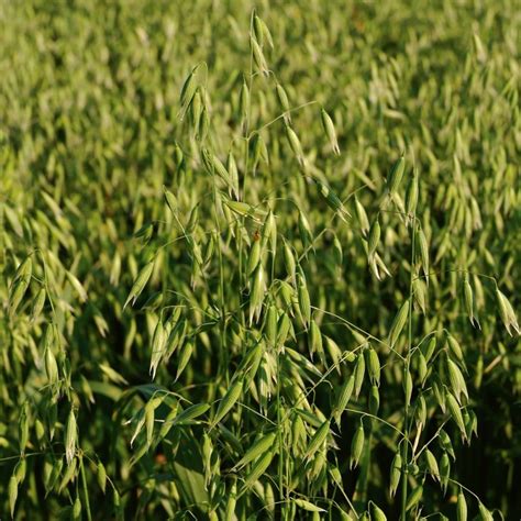 New In Spring Cereal Crop Varieties For Eastern Canada