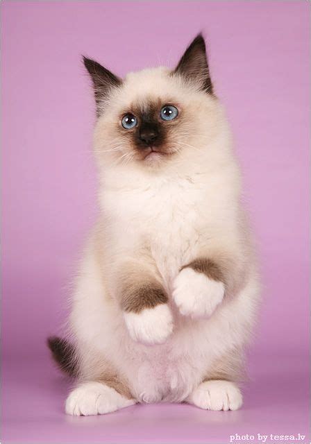 230 Ragdoll Cat Names Great Ideas For Naming Your Ragdoll Kitten Artofit