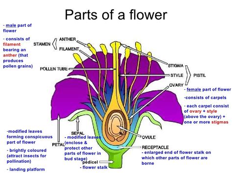 Chapter 16 Reproduction In Plants Lesson 1 Types Of Reproduction In