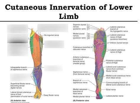 Lower Limb Cutaneous Innervation Diagram Quizlet