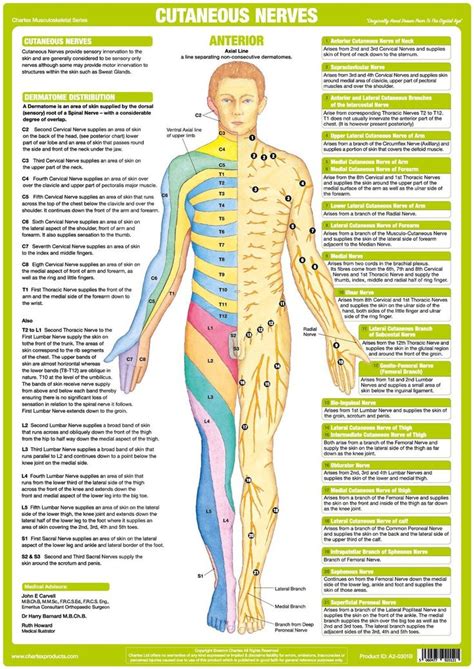 unique set of 6 charts illustrating and explaining the human nervous system showing major nerves