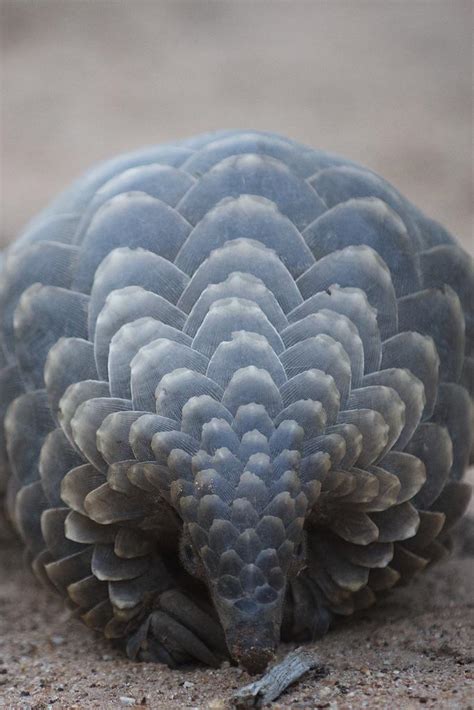 These solitary, primarily nocturnal animals, are easily recognized by their full armor of scales. 🔥 Pangolin scales : NatureIsFuckingLit