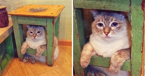 20 Clumsy Animals That Constantly Get Into Trouble For Their Antics