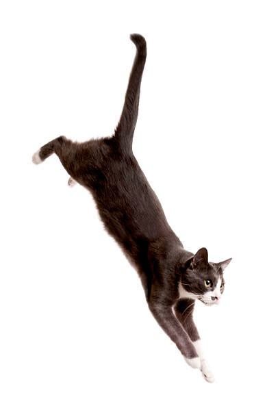 Jumping Cat White Background Stock Photos Pictures And Royalty Free