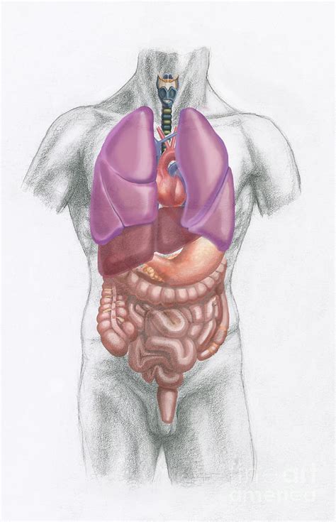 Torso Anatomy Organs 85cm Human Torso Organ Adult Male Tall Paul