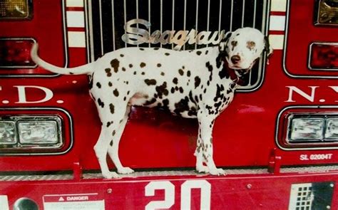 Why Are Dalmatians Used As Fire Dogs