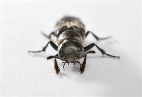 Hairy Rove Beetle Front Steven Severinghaus Flickr