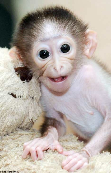 Image Gallary 7 Beautiful Smiling Monkey Pictures Baby Monkey Pictures