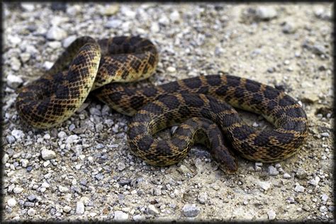 Kansas Glossy Snake Snakes Of The Texas And Oklahoma Panhandles And