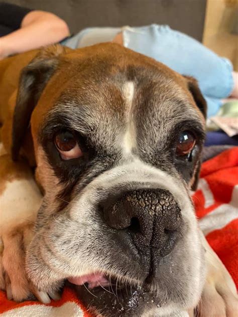 How To Treat Boxer Dog Acne