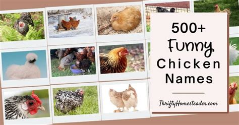 500 Funny Chicken Names
