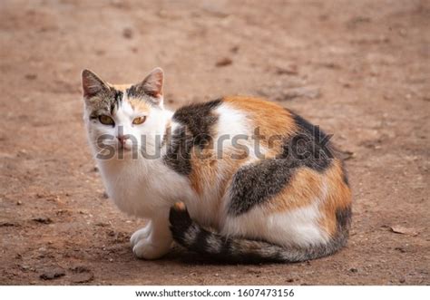 Tortoiseshell Cat Barn Cat Farm Cat Stock Photo 1607473156 Shutterstock