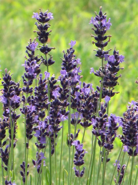 Lavandula Angustifolia Hidcote English Lavender