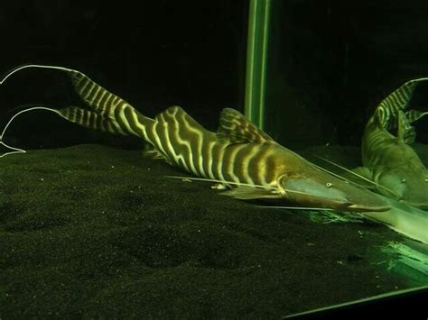 Beautiful Juruense Catfish Aquarium Fish Monster Fishing Freshwater
