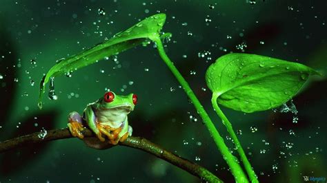 Explore a wide range of the best frog wallpaper on aliexpress to find one that suits you! Cute Frog Wallpapers - Wallpaper Cave