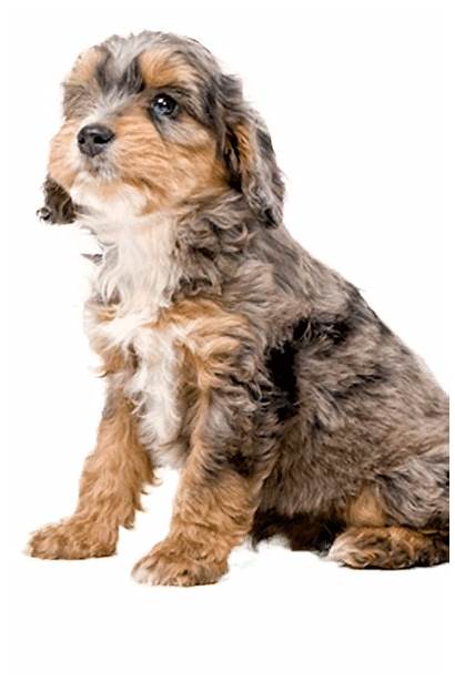 Sproodle Breed Breeds Dog Match Pets Health