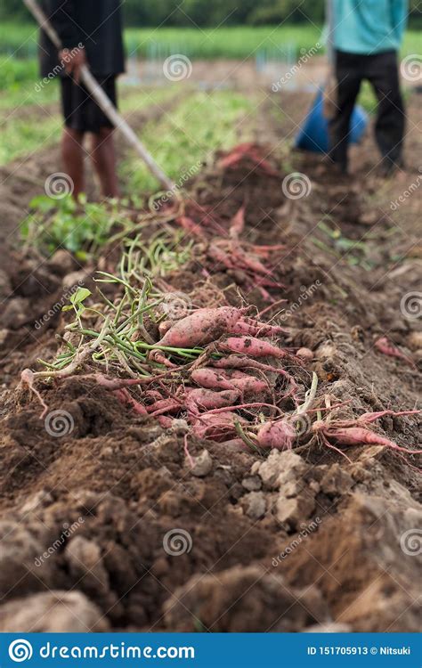 Harvest Sweet Potato At Farm Outdoor Stock Image Image Of Harvest