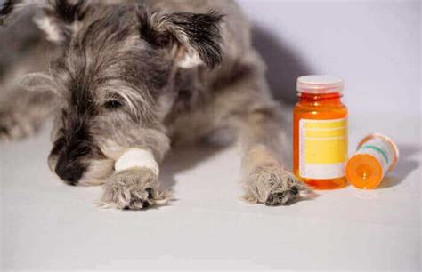 Benadryl is pure antihistamine and is recommended to be used during euthanasia. How to euthanize a dog with Benadryl? Why, when, and what ...
