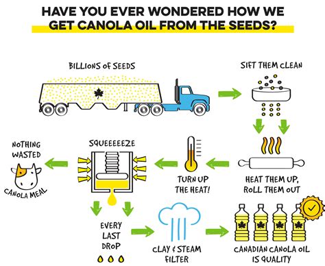 From Seed To Bottle Canola Oil Processing Eat Well