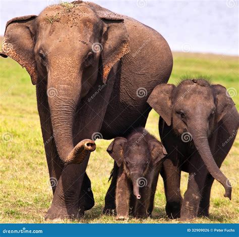 Three Elephants Stock Photo Image Of Color Natural 32909026