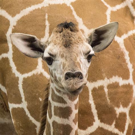 Baby Giraffe Born Buffalo Zoo Buffalo Rising