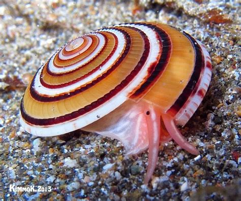Shell And Occupant Sea Shells Sea Animals Sea Snail