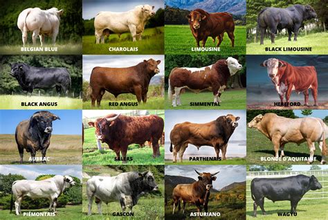 Cattle Breeds Livestock Capital