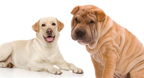 But the shar pei may be more stubborn than the labrador. Shar Pei Mixes - Twelve of the Most Popular Shar Pei Mixes Available