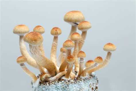 Psychedelic Mushrooms Are Coming To Oregon Heres How To Get Them