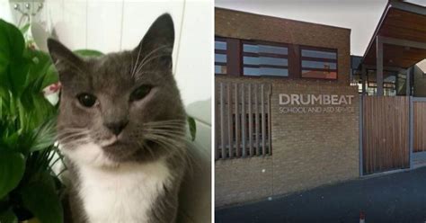Croydon Cat Killer May Have Claimed His 400th Victim Metro News
