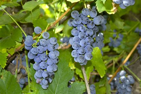 Filered Grape Vitis Labrusca Kiszombor Hungary Wikimedia