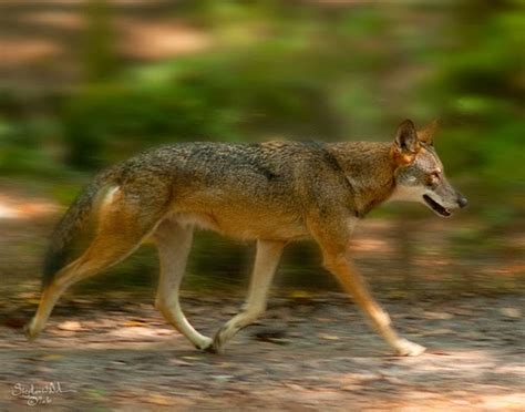 Return Of The Red Wolf Rwssp Of The Month—tallahassee Museum