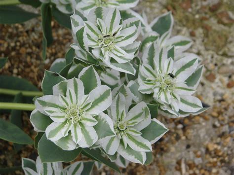 Euphorbia Marginata Early Snow Snow On The Mountain Seed Etsy