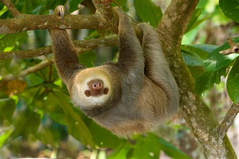 Two Toed Sloth Jim Zuckerman Photography And Photo Tours