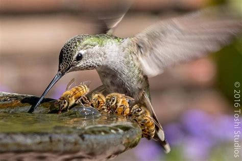 Hummingbird And Bees Sharing Water Animals Beautiful Beautiful Birds