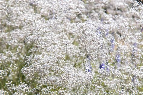 Is Babys Breath Flowers Toxic To Cats Cat Meme Stock Pictures And Photos