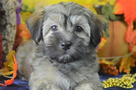 Check out our happy and healthy havanese puppies for sale, from the finest breeders, and you can't help but fall in love. Havanese Puppies for Sale | Royal Flush Havanese