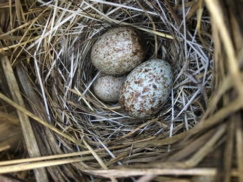 Nestwatch Sparrow Nest With Possibly Cowbird Eggs Nestwatch