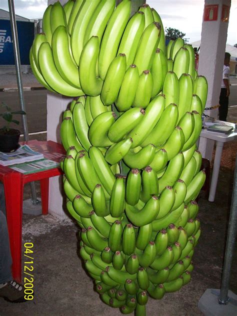 √ Cachos De Banana Da Terra Cachos E Outras Ondas
