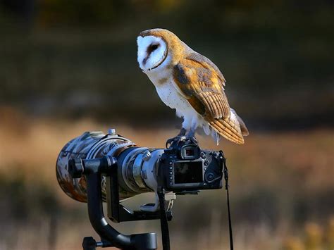 7 Best Places To Enjoy Wildlife Photography Holidayme