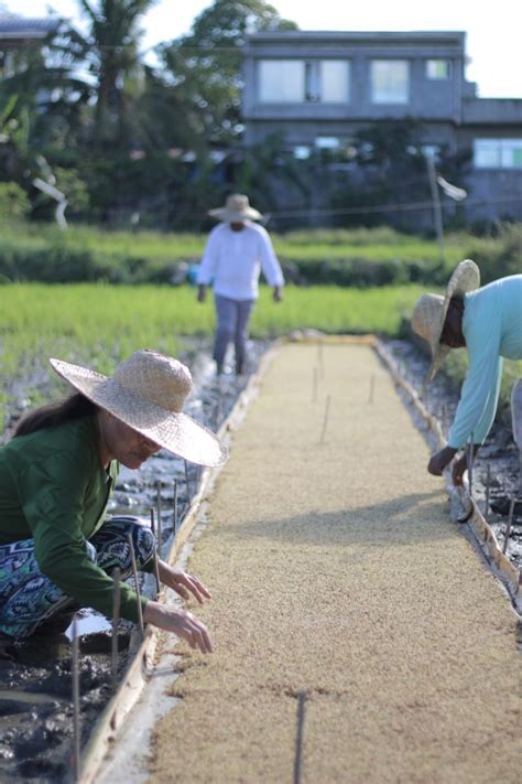 Ways To Support Filipino Farmers During—and Beyond—the National Rice
