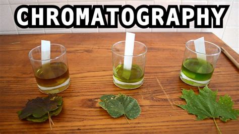 The Leaf Color Chromatography Experiment The Kid Should See This
