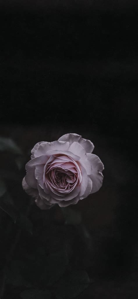 Обои белые черный сад роз розовый Роза для Iphone Xs Max бесплатно