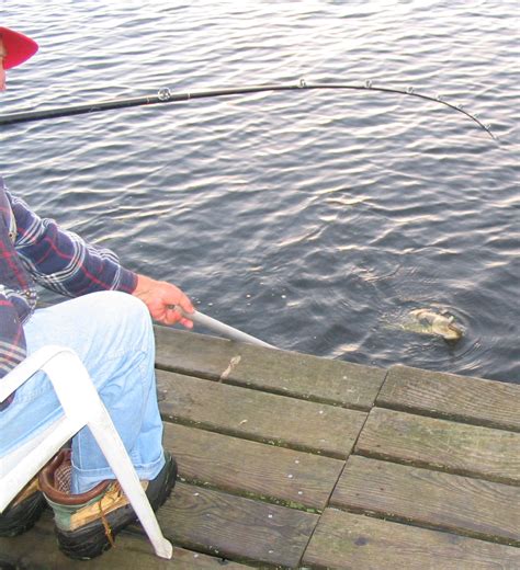 It was once the most abundant shark species in the world, but now. Minnesota Bowfin Club: Don's Dock Dogfish