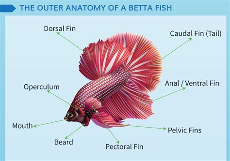Betta Fish Anatomy Diagram