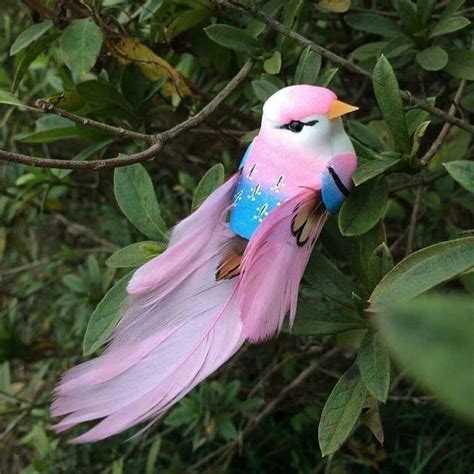 Conservationists often see captive breeding as a way to save wild animals from poaching for the pet trade, and many countries. Pin von Edeltraud Petlusch auf pettybird in 2020 ...