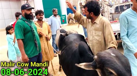 Baloch Bhai Nai Shikar Marlia 😱 Malir Mandi Karachi Cattle Update 08